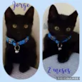 Gato raça SRD  idade 2 a 6 meses nome Jorge 