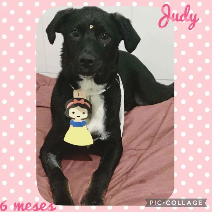 Cachorro raça SRD  idade 7 a 11 meses nome Judy 