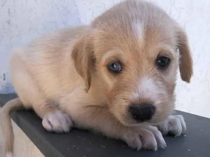 Cachorro raça SRD idade Abaixo de 2 meses nome Sem Nome 