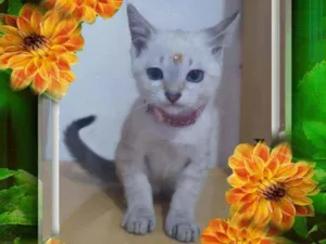 Gato raça SRD  idade 2 a 6 meses nome Sol 