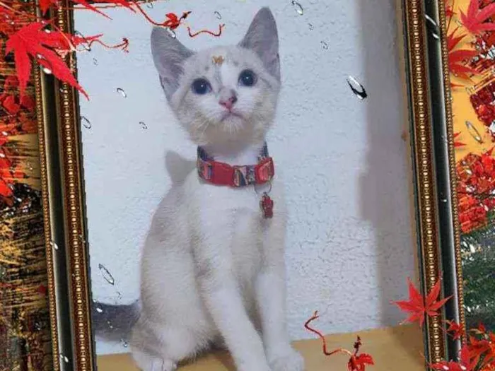 Gato raça SRD  idade 2 a 6 meses nome Meg 