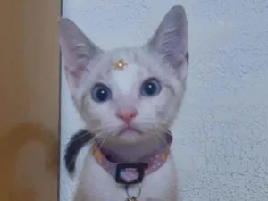 Gato raça SRD  idade 2 a 6 meses nome Lua 