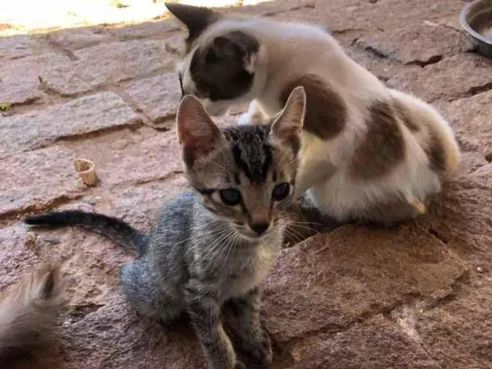 Gato ra a Não tem idade 2 a 6 meses nome Não tem Ainda 