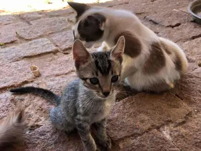 Gato ra a Não tem idade 2 a 6 meses nome Não tem Ainda 