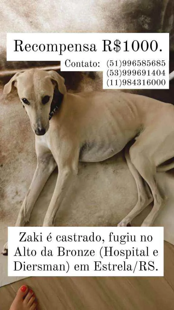 Cachorro ra a azawakh idade 5 anos nome zaki