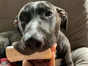 Cachorro raça SRD idade 7 a 11 meses nome Negão 