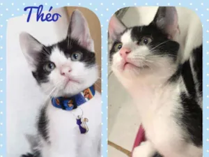 Gato raça SRD  idade 2 a 6 meses nome Theo 