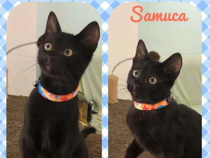 Gato raça SRD  idade 2 a 6 meses nome Samuca 