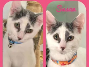 Gato raça SRD  idade 2 a 6 meses nome Susan 