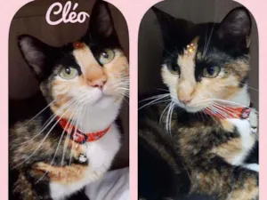 Gato raça SRD  idade 1 ano nome Cléo 