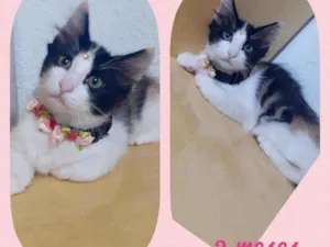 Gato raça SRD  idade 2 a 6 meses nome Pietra 