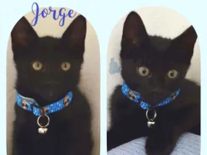 Gato raça SRD  idade 2 a 6 meses nome Jorge 