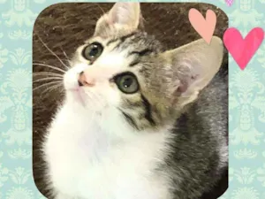 Gato raça SRD  idade 2 a 6 meses nome Ted 