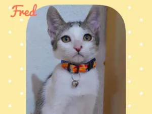 Gato raça SRD  idade 2 a 6 meses nome Fred 
