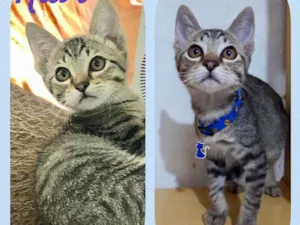 Gato raça SRD  idade 2 a 6 meses nome Ravi