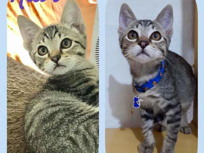 Gato raça SRD  idade 2 a 6 meses nome Ravi