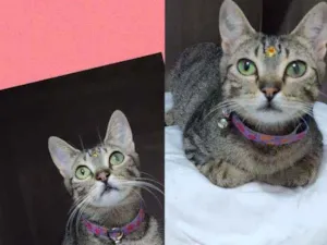 Gato raça SRD  idade 1 ano nome Dara 
