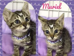 Gato raça SRD  idade 2 a 6 meses nome Muriel 