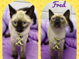 Gato raça SRD  idade 2 a 6 meses nome Fred 