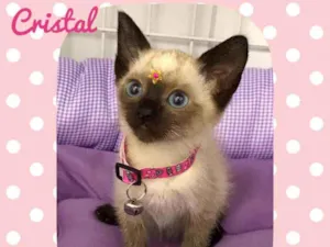 Gato raça SRD  idade 2 a 6 meses nome Cristal 