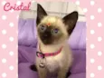 Gato raça SRD  idade 2 a 6 meses nome Cristal 