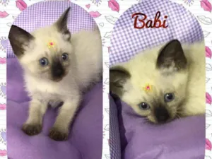 Gato raça SRD  idade 2 a 6 meses nome Babi 