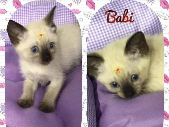 Gato raça SRD  idade 2 a 6 meses nome Babi 