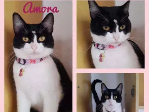 Gato raça SRD  idade 1 ano nome Amora 
