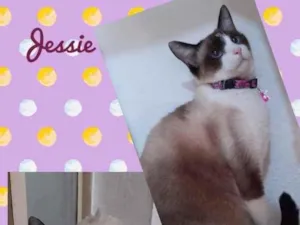Gato raça SRD  idade 2 anos nome Jessie 
