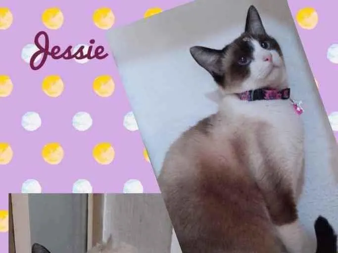 Gato raça SRD  idade 2 anos nome Jessie 