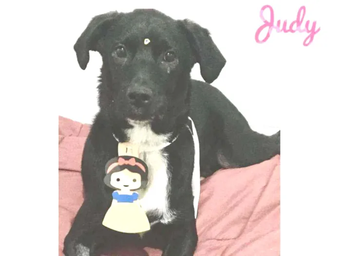 Cachorro raça SRD  idade 7 a 11 meses nome Judy 