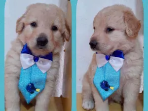 Cachorro raça SRD  idade 2 a 6 meses nome Bartô 