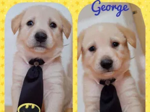 Cachorro raça SRD  idade 2 a 6 meses nome George 