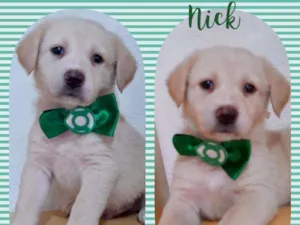 Cachorro raça SRD  idade 2 a 6 meses nome Nick 