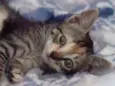 Gatinha para Adoção 