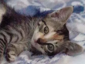 Gato raça SRD idade Abaixo de 2 meses nome Gatinha para Adoção 