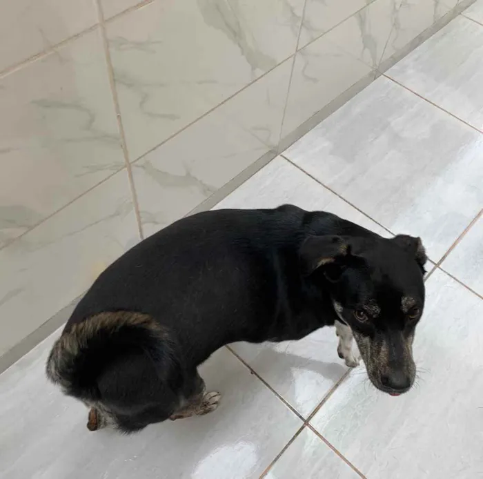 Cachorro ra a Vira lata idade 1 ano nome Ferrugem 