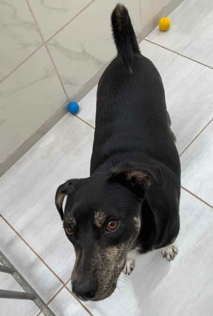 Cachorro ra a Vira lata idade 1 ano nome Ferrugem 