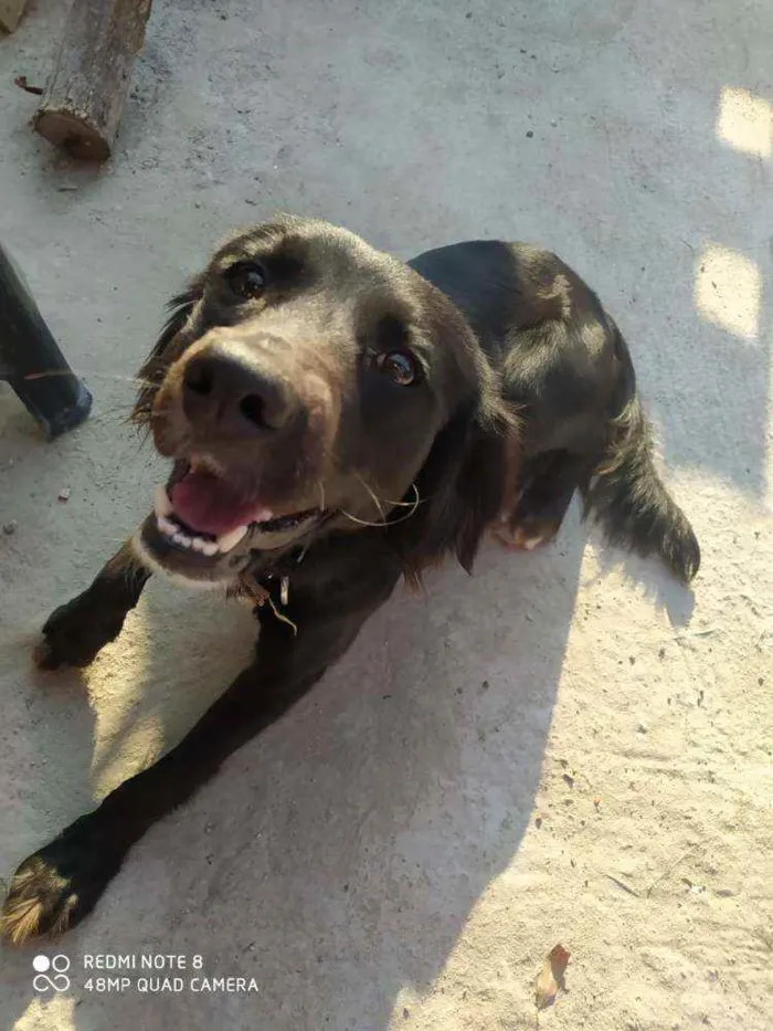 Cachorro ra a Indefinida  idade 1 ano nome Calleri