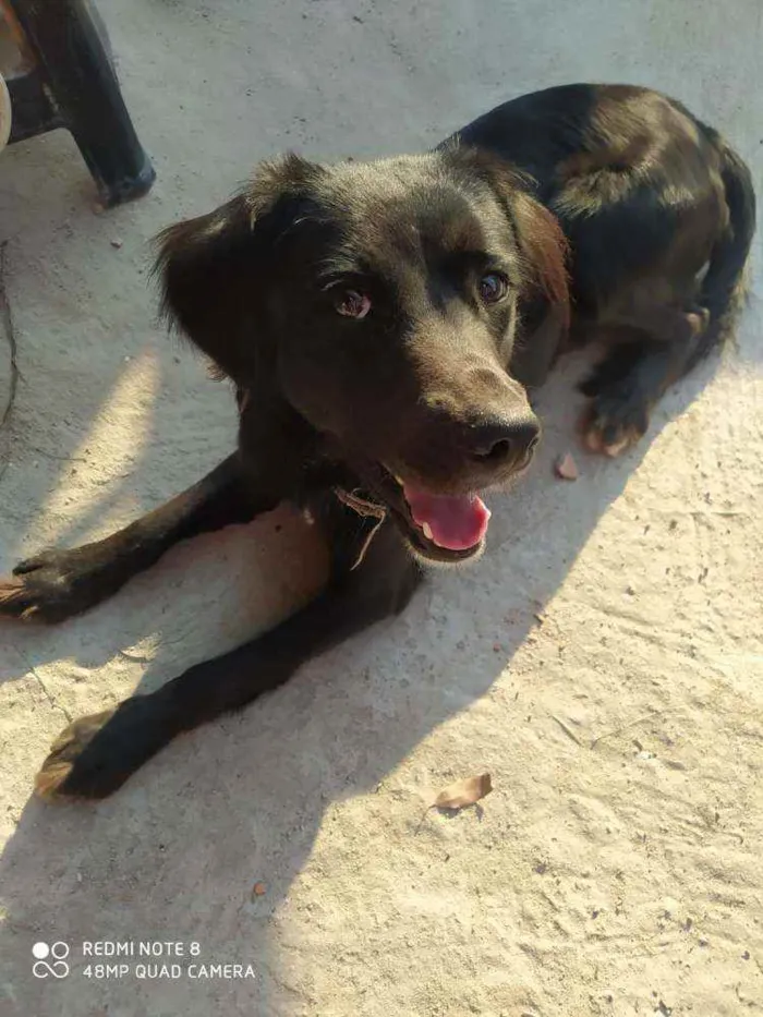 Cachorro ra a Indefinida  idade 1 ano nome Calleri