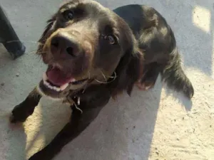 Cachorro raça Indefinida  idade 1 ano nome Calleri