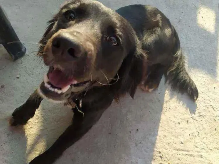 Cachorro ra a Indefinida  idade 1 ano nome Calleri