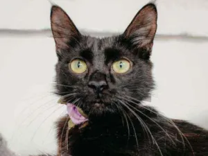 Gato raça SRD idade 1 ano nome Petala