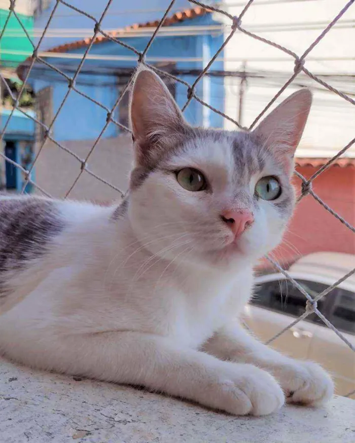 Gato ra a SRD idade 7 a 11 meses nome Erick