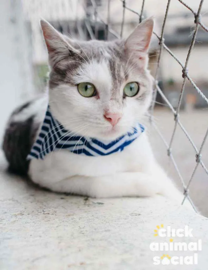 Gato ra a SRD idade 7 a 11 meses nome Erick