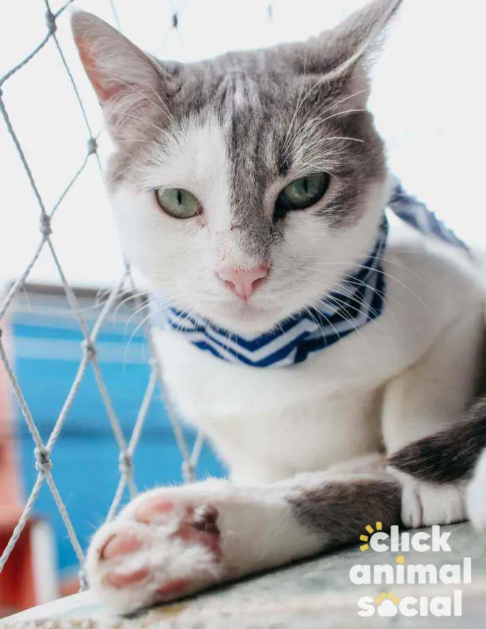 Gato ra a SRD idade 7 a 11 meses nome Erick