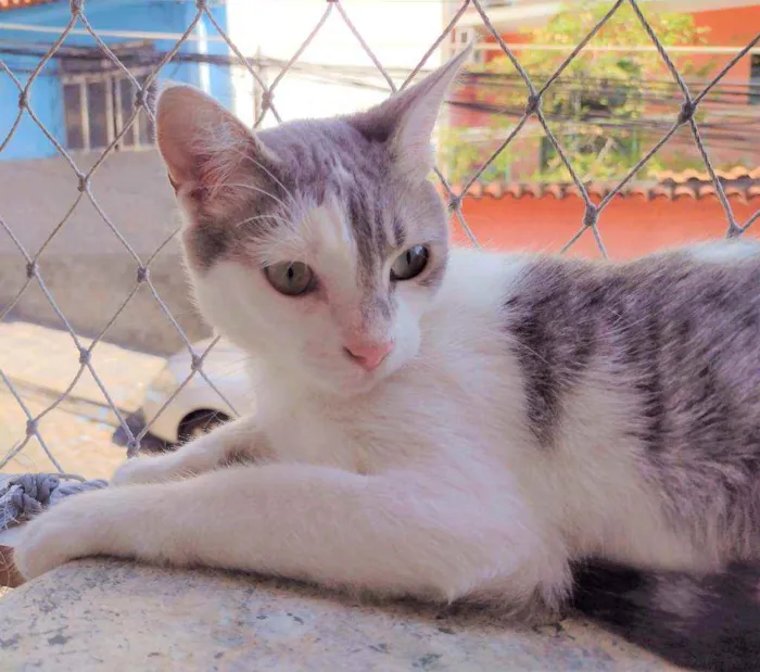 Gato ra a SRD idade 7 a 11 meses nome Erick