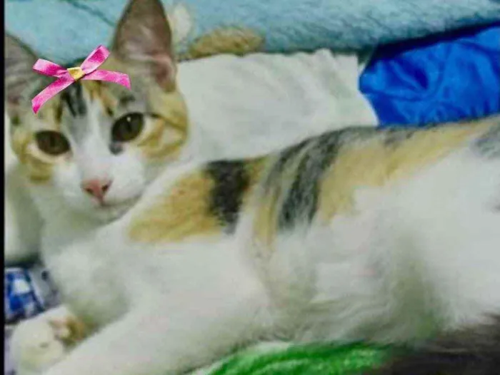Gato ra a Mestiça  idade 2 a 6 meses nome Sandy 