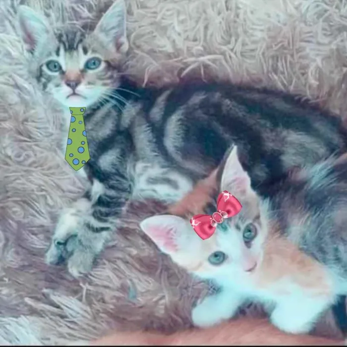 Gato ra a Mesticos  idade 2 a 6 meses nome Beto e Bia 