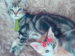 Gato raça Mesticos  idade 2 a 6 meses nome Beto e Bia 